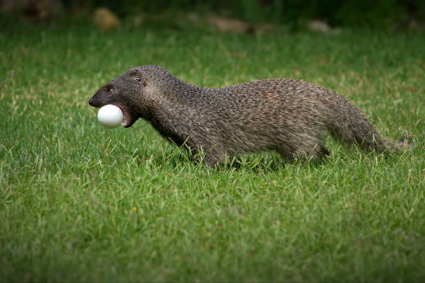 istock Mongoose caught the egg and runs through the meadow in Israel 1462554803