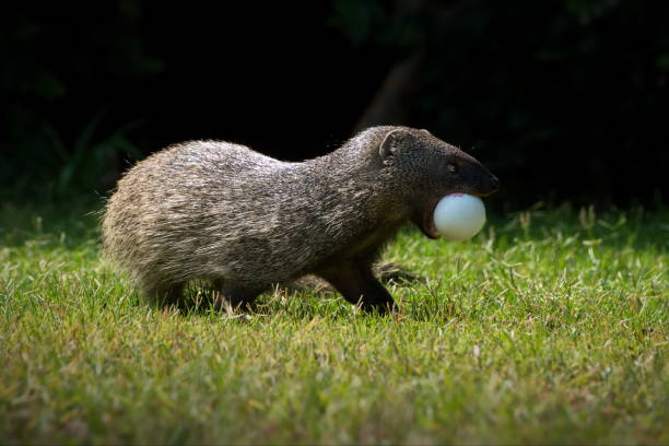 istock Mongoose with an egg in a grassy field in Israel 1462554866
