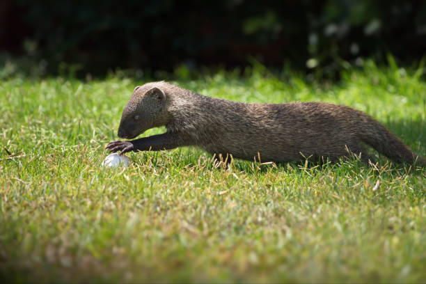 istock Mongoose with an egg in a grassy field in Israel 1462554870