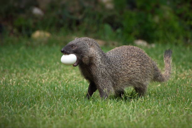 istock Mongoose caught the egg and is moving forward with confidence in Israel 1462554879