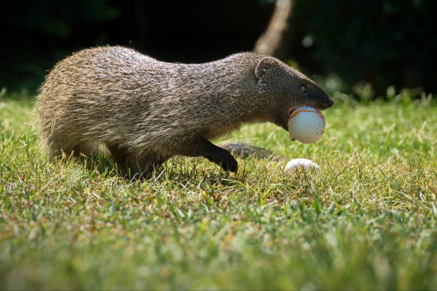 istock Mongoose with an egg in a grassy field in Israel 1462554883