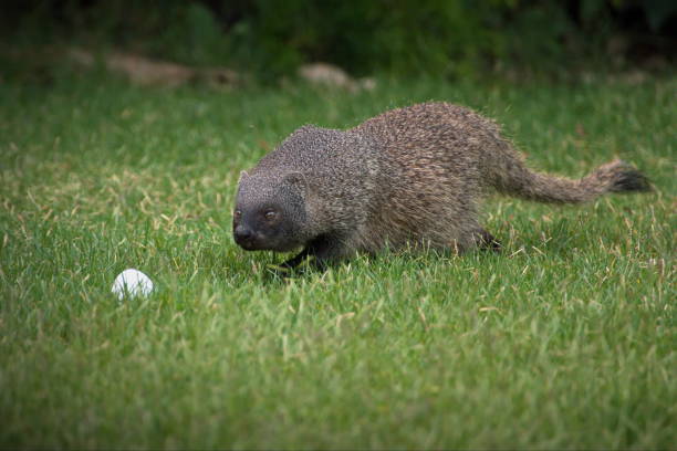 istock Mongoose with an egg in a grassy field in Israel 1462554922