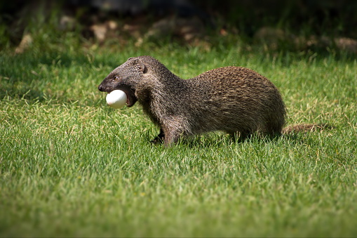 A mongoose with an egg in a grassy field in Israel