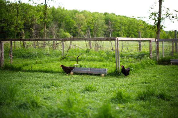 istock Two chickens on green grass in small farm in Ontario, Canada 1462555279
