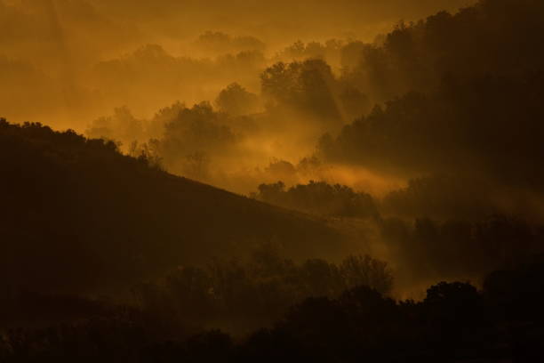 Dense fog over the forest in Tuscany, Italy