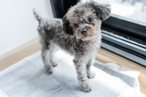 Portrait of little toy poodle puppy standing and  looking at camera