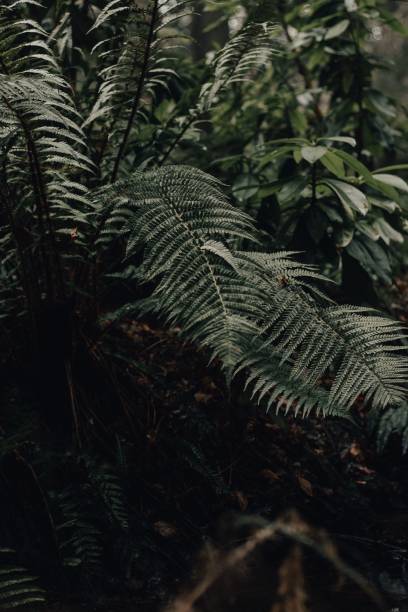 istock Vertical shot of a fern branch (Polypodiopsida) 1462556720