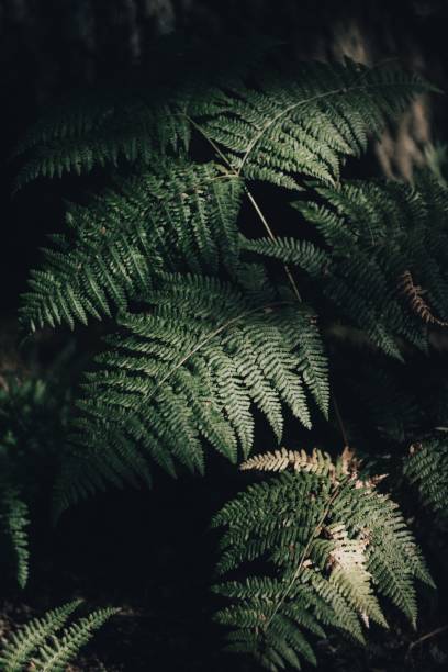 istock Vertical shot of  fern (Polypodiopsida) 1462556737