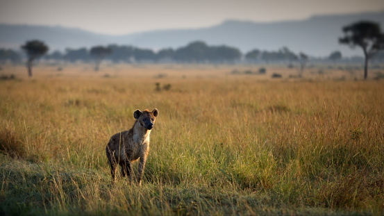 A hyena in a field in Masai Mara, Kenya