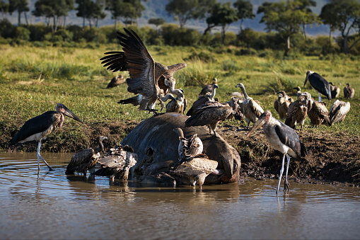 A flock of herons and an eagle gathering around a sleeping hippo in Masai Mara, Kenya