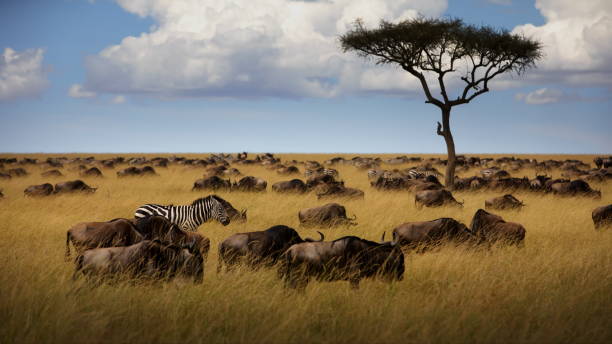 istock Wild animals in an open field in Masai Mara, Kenya 1462556807