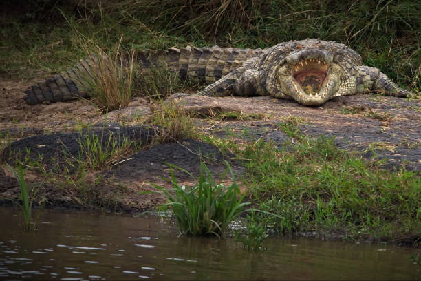 istock Crocodile lying on the grass in Masai Mara, Kenya 1462556837