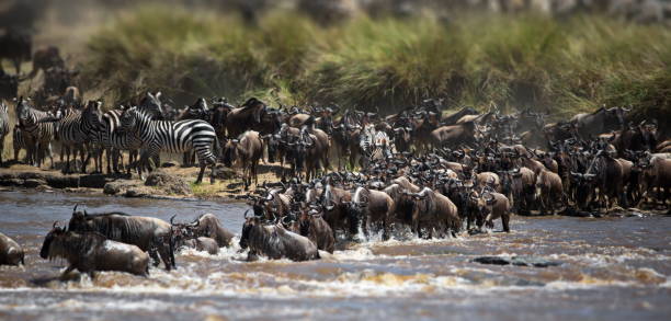 istock Group of buffalos in Masai Mara, Kenya 1462557106