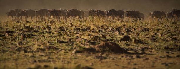 Wildebeest animals in an open field in Masai Mara, Kenya