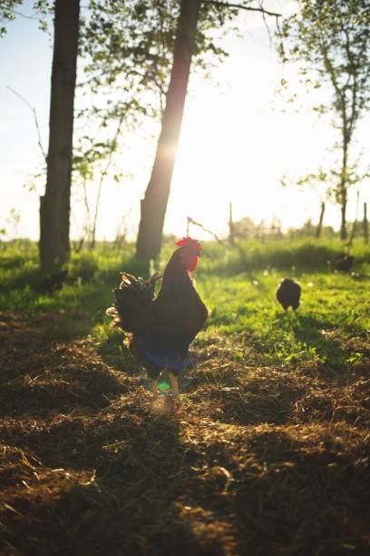istock Rooster with a red comb in its natural habitat 1462557195
