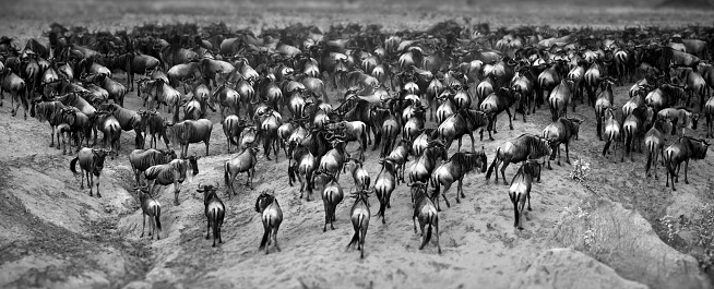 A grayscale of a herd of wildebeests (Syncerus caffer caffer) in Masai Mara, Kenya