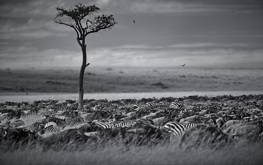 A grayscale shot of a confusion of wildebeests and zeal of zebras in a field in Masai Mara, Kenya