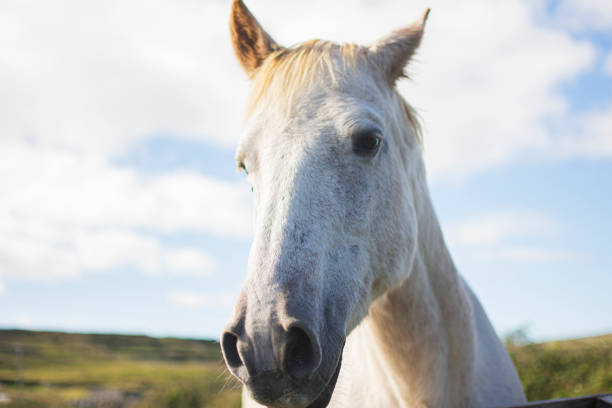 istock Muzzle of the wild white horse. 1462557829