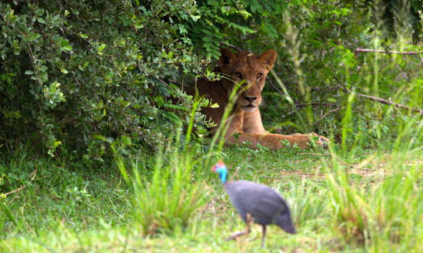 istock Lion lying behind the trees in Tanzania 1462557872
