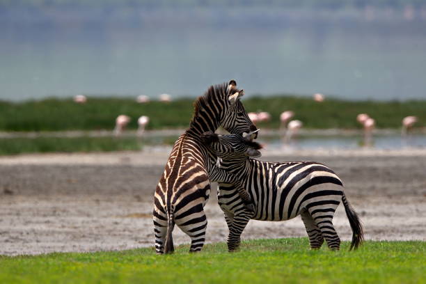 istock Zebras by a river in an open field in Tanzania 1462557882