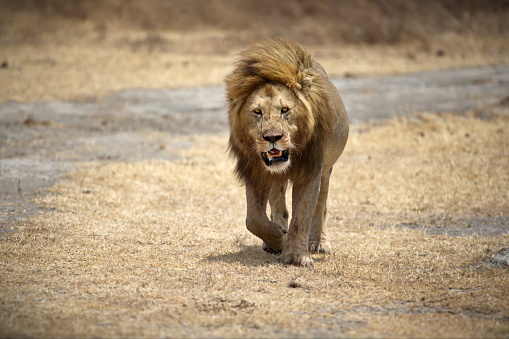 A big lion walking towards the camera in Tanzania