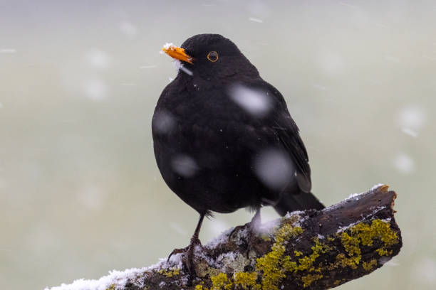 istock Blackbird waiting for better weather 1462558324