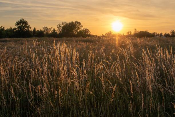 istock Beautiful bright sunset over the wheat field 1462558330