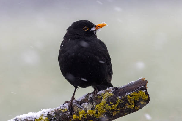 istock Blackbird waiting for better weather 1462558335