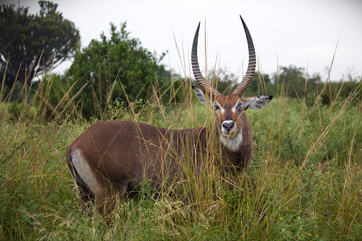 An antelope in a field in Uganda