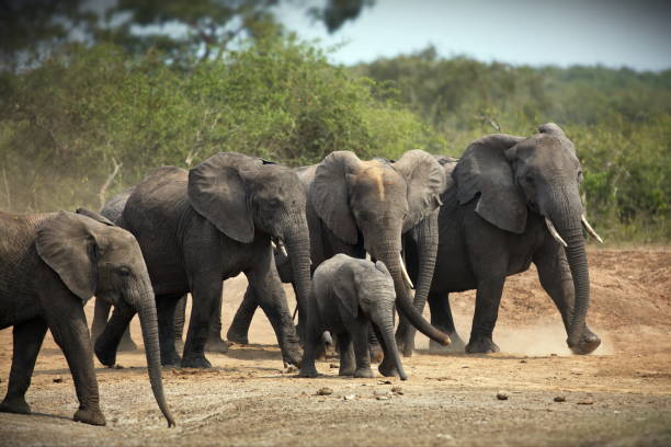 istock Group of elephants in Uganda nature during daylight 1462558465