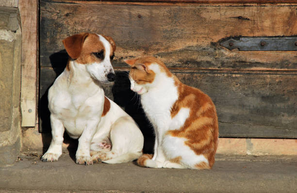 istock Cat and dog together 1462558473