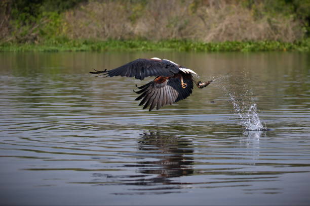 istock Vulture flying over a river in Uganda 1462558477