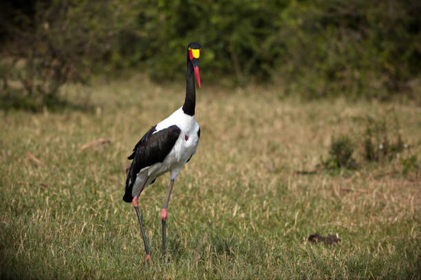 istock Stork in an open field in Uganda 1462558480