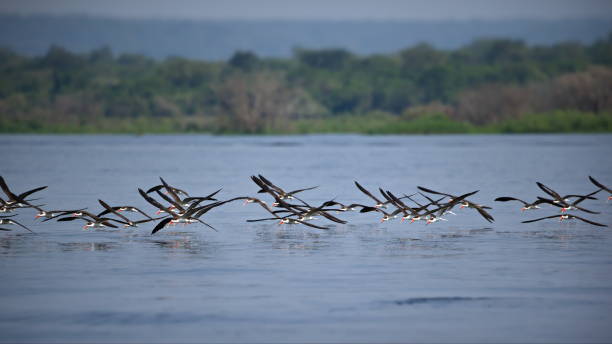 istock Group of birds flying over a river in Uganda 1462558488