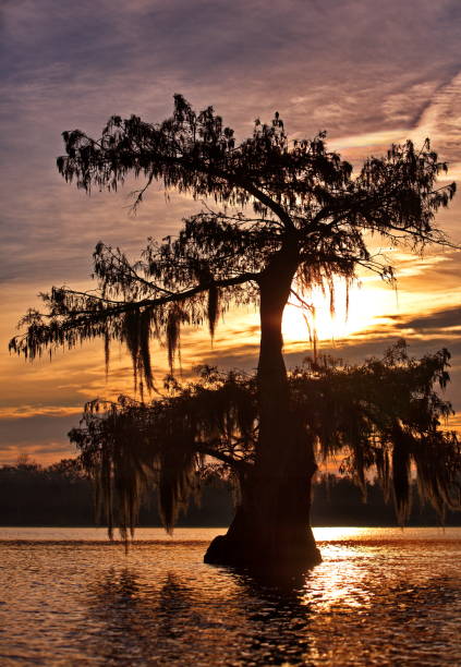 istock Beautiful view of the Cypress swamps, USA 1462558607