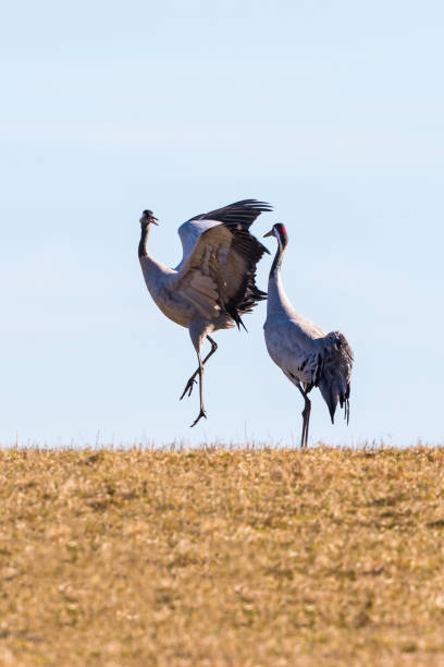 Dancing Crane couple in the spring Dancing Crane couple in the spring eurasian crane stock pictures, royalty-free photos & images