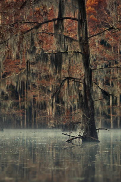 istock Vertical rainy scenery in Great Cypress Swamps, USA 1462558783