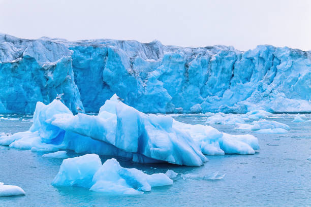 mewy na krze lodowej przy lodowcu w arktyce - ice arctic crevasse glacier zdjęcia i obrazy z banku zdjęć