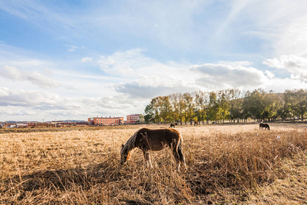 The horses grazing in a dry grass field