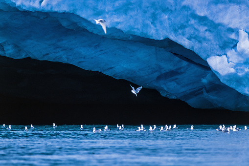 Ice cave by a glacier with a flock of Black-legged kittiwakes
