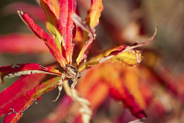 Close up of a red wilted plant