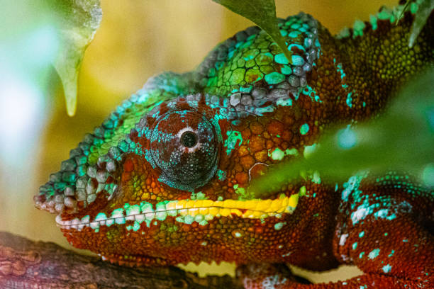istock Closeup of a Panther chameleon on a blurred background 1462563436