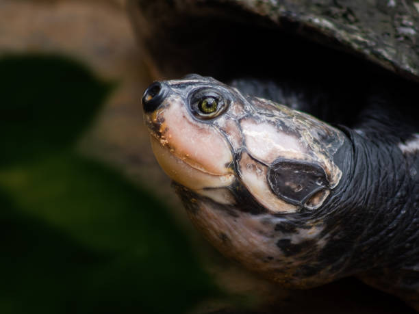 istock Closeup shot of details on a turtle head 1462563468
