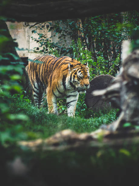 istock Vertical shot of a tiger walking around in a forest 1462563538
