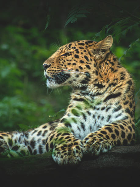 istock Vertical shot of a majestic leopard in a forest 1462563571