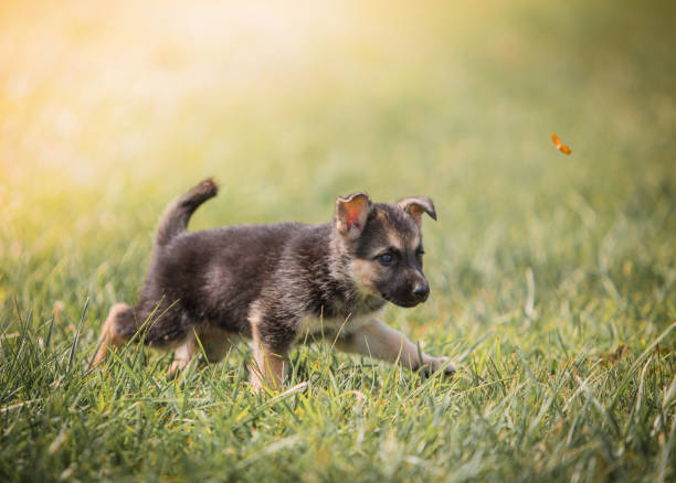 istock Adorable german shepherd puppy playing on the grass 1462563900