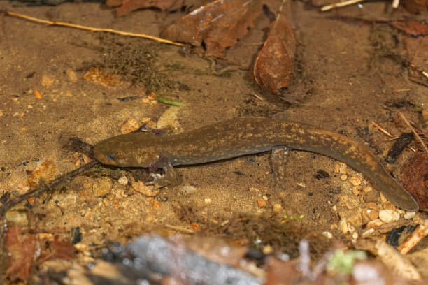 istock A subadult Cope's giant salamander, Dicamptodon copei in a streamside 1462563946
