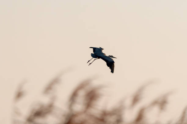 A selective view of a grey heron (Ardea cinerea) in flight with the sky on the background