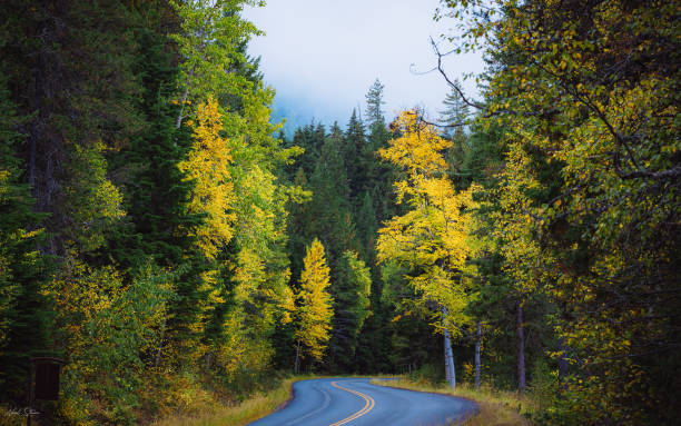 istock Beautiful view of a street through the fall forest 1462566080