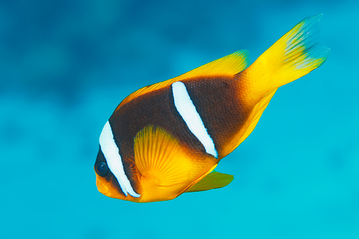 Isolated clown fish on white background with white stripes and black stripes.